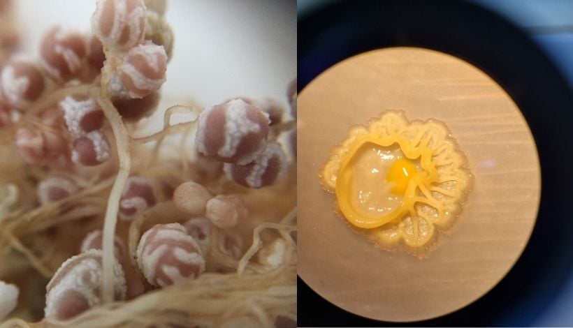 Bacterias extremófilas: la apuesta científica para recuperar suelos salinizados en Chile