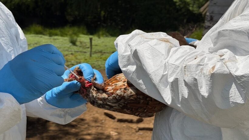 Inician Plan de Prevención y Vigilancia adicional de Influenza Aviar en La Araucanía