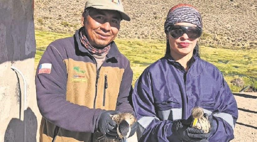 55% de derrame retirado y  56 aves muertas por la emregencia en lago Chungará