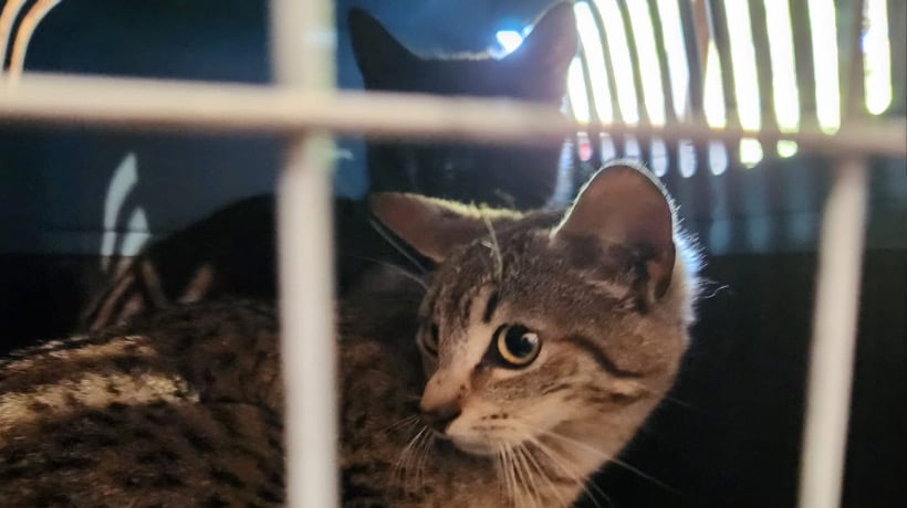 Ancud: Realizaron operativo felino en Coipomó y abrieron nuevos cupos para esterilización canina