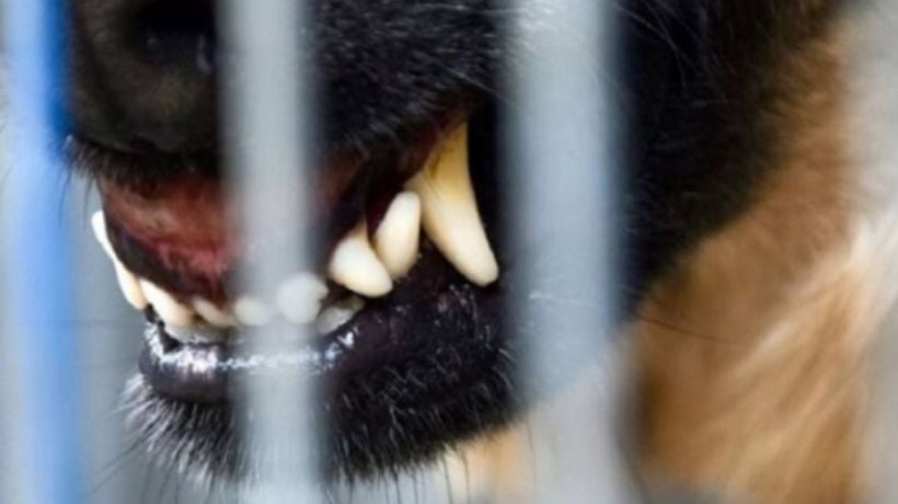 Con alejamiento a las víctimas y vigilancia a sus mascotas quedó dueña de tres perros que atacaron a una mujer en Tomé