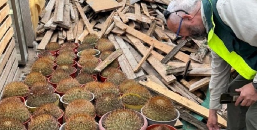 Conaf retira 68 cactáceas de alto valor ecológico, cuyo origen no pudo ser acreditado en vivero de Antofagasta