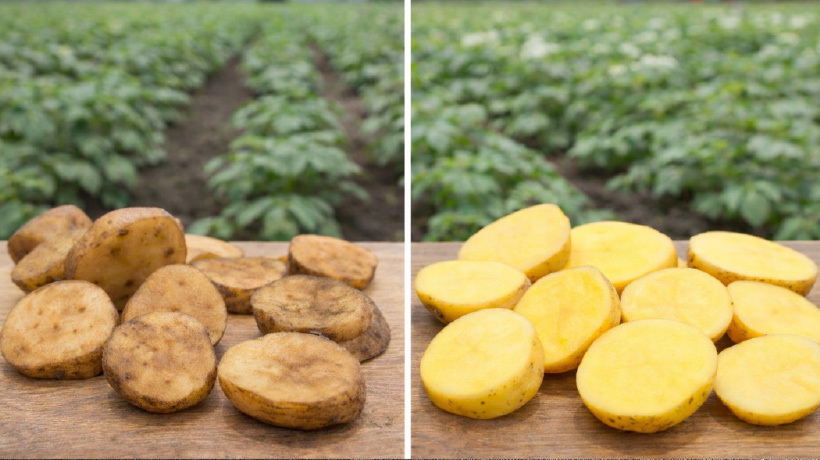 Científicos chilenos logran desarrollar papas que se oxidan más lentamente gracias a edición genética