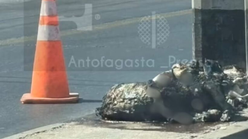Impactante imagen: Perrito aparece quemado en plena vía pública en Antofagasga