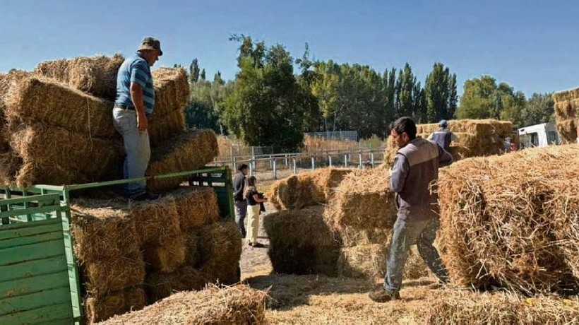 Ganaderos de 4 comunas de Ñuble recibirán fardos para alimentación de animales