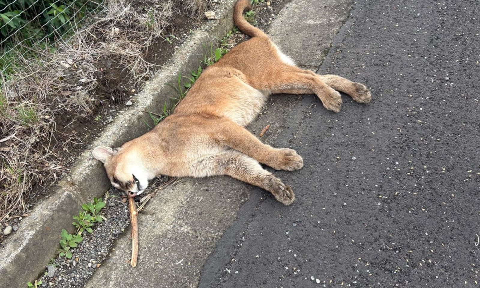 Hallan puma juvenil muerto a un costado de la Ruta 5 Sur