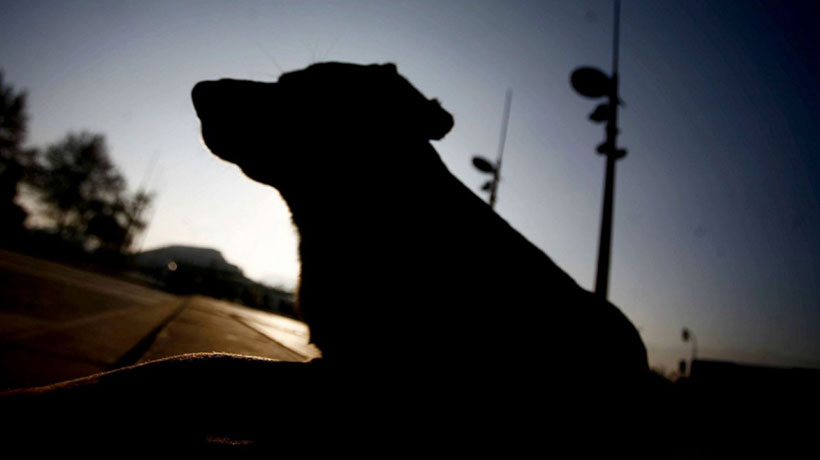 Acogen querella contra la alcaldesa de Viña del Mar por perro electrocutado