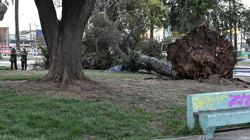 Surgen dudas ante informe sobre estado de árboles porteños: se estaría realizando desde Santiago