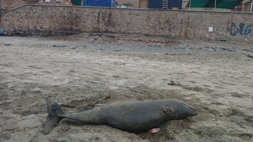 Investigan varamiento de marsopa espinosa en Antofagasta: es el segundo caso en tres años
