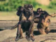 Estados Unidos detectó primer caso de viruela del mono