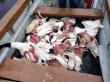 Los Ríos: Encuentran cuerpos de 22 cisnes de cuello negro mutilados por lobos marinos en el Santuario de la Naturaleza
