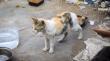[VIDEO] Alcalde de Antofagasta interpone denuncia por maltrato animal: Solicitó investigar presunto caso de zoofilia contra una gata