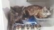 Pasajero abandonó dos gatitos en un hotel en Antofagasta