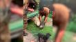 Incendios en la Región de la Araucanía: carabineros rescató a perritos en Angol y los llevó con sus dueños