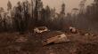Incendios forestales en el Biobío: han solicitado a dos sectores de Tomé evacuar durante este sábado