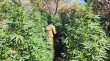 Incautan más de 5 mil plantas de cannabis en Petorca y La Ligua