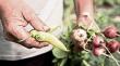 Proyecto para crear zona franca agroindustrial en Ñuble toma fuerza