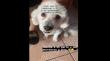[VIDEO] Llevaron a su mascota a la peluquería y les entregaron a otra por error en Iquique: “Copito eres tú, me cambiaron al perro”