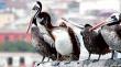 Casos de gripe aviar se concentran en Algarrobo y los pelícanos son los más afectados