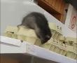 Graban gigantesca rata sobre caja de huevos en supermercado de Loncoche