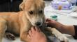 La Municipalidad de Algarrobo realizará un operativo sanitario para mascotas