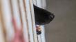 Mujer fue detenida por lanzar una perrita desde el quinto piso de un edificio en Valparaíso: el animal murió