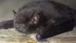 Encuentran murciélago infectado con rabia en Angol: el octavo hallado en La Araucanía