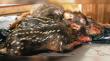 Impacto causa muerte de pudúes en comunas del Archipiélago de Chiloé