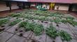 Patrullaje preventivo dejó más de 50 plantas de marihuana incautadas en Renaico