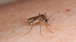 Declaran Alerta Amarilla para la provincia de Los Andes por múltiples focos del mosquito del Dengue