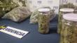 Incautan más de 4 kilos de marihuana desde un invernadero en Villarrica: una mujer resultó detenida