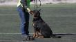 Diputados rechazan proyecto de ley que buscaba la caza de perros asilvestrados