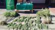 Más de ocho kilos de marihuana y un detenido dejó un procedimiento policial en Renaico