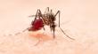Refuerzas medidas preventivas ante el dengue en el Biobío: en la región se registra un caso importado desde Brasil