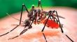 Seremi confirmó ocho casos de dengue en La Araucanía