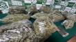OS7 San Antonio descubrió “tarro” con cerca de 14 kilos de marihuana en proceso de secado