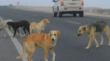 Denuncian el envenenamiento de seis perros en un campamento de Antofagasta