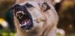 Víctimas de mordeduras de perros casi llegan a las 4 mil en la Región de Antofagasta, según seremi de Salud