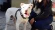 Caso Bolt: perro que fue arrastrado por un camión fue adoptado