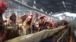 OMS aclara que la alerta por la gripe aviar no significa que será la próxima pandemia