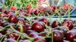 La Araucanía se posiciona dentro de los exportadores de cerezas por excelencia
