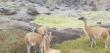 Ataques de perros: Disminuye población de guanacos en parques nacionales de Atacama