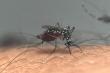 Dengue: Tres casos diagnosticados en Calama corresponen a extranjeros de paso