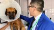 Diputado Videla visita a perro lanzado desde tercer piso de liceo en Antofagasta y confirma acciones legales contra responsables