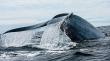 Acusan disminución de un 36% de ballenas azules en Chiloé