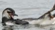 Pingüinos varados en Antofagasta presentan lesiones por implementos de pesca