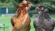 Ataque de perros terminó con la muerte de 30 gallinas mapuches de huevos azuales en La Calera