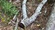 Denuncia de vecino permitió descubrir tala ilegal de árboles nativos en Chiguayante