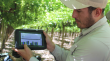 Agricultores utilizan tecnologías para ahorrar agua y fertilizantes en la producción de la uva de mesa en el Valle de Aconcagua