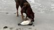 Encienden alerta: Pingüinos heridos que llegan a costa de Antofagasta enfrentan ataques de perros